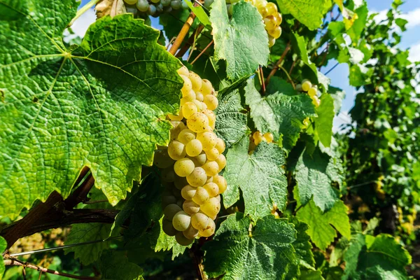 Moscatel racimo de uva en el sol —  Fotos de Stock