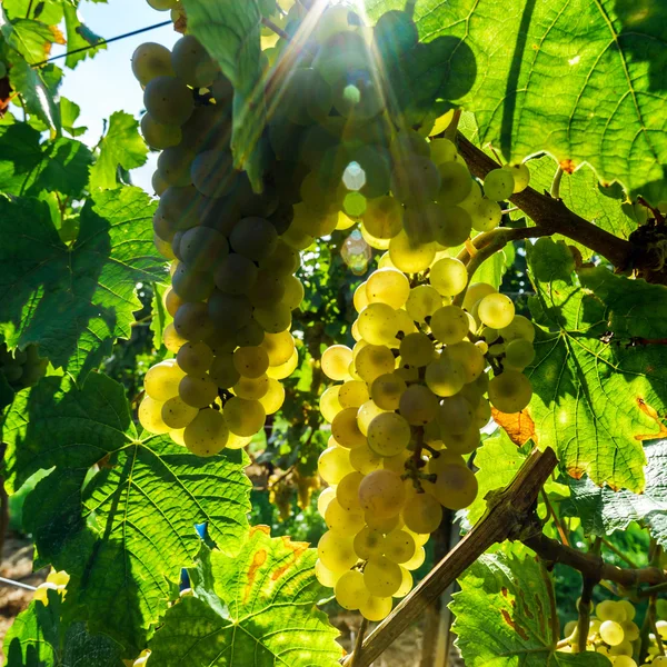 Moscatel racimo de uva en el sol —  Fotos de Stock