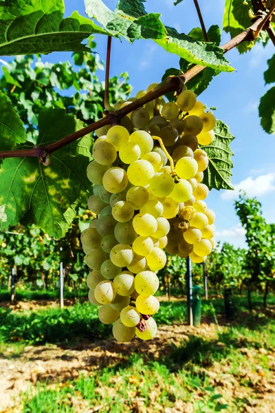 Muscat druva gäng på solen — Stockfoto