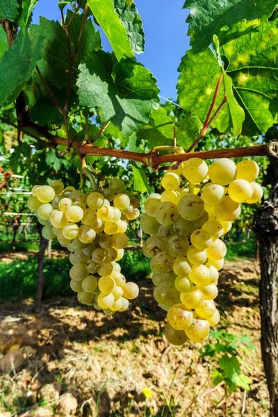 Muscat druva gäng på solen — Stockfoto