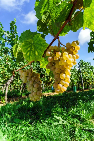 Маскат виноград на солнце — стоковое фото