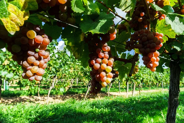 Gewurztraminer виноград сгустки на солнце — стоковое фото