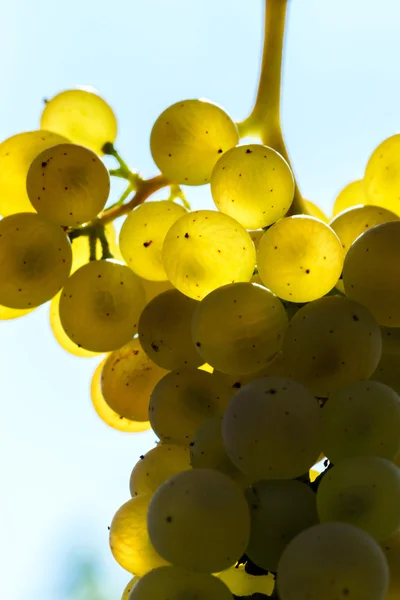 Muscat cacho de uva no sol — Fotografia de Stock