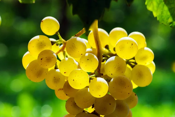 Moscatel racimo de uva en el sol — Foto de Stock