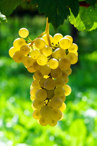 Moscatel racimo de uva en el sol — Foto de Stock