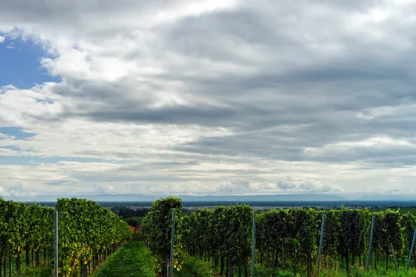 Mooie lasacien herfst landschap met groene heuvels en viney — Stockfoto