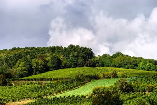 Bellissimo paesaggio autunnale lasacien con verdi colline e vigneti — Foto Stock