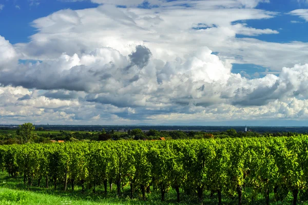 Mooie lasacien herfst landschap met groene heuvels en viney — Stockfoto