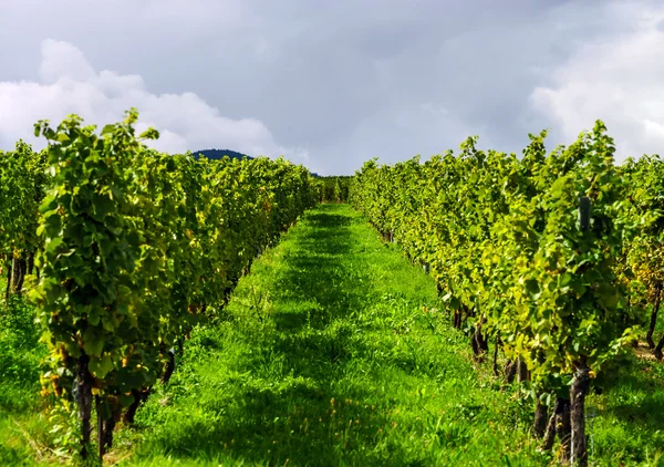 Bellissimo paesaggio autunnale lasacien con verdi colline e vigneti — Foto Stock