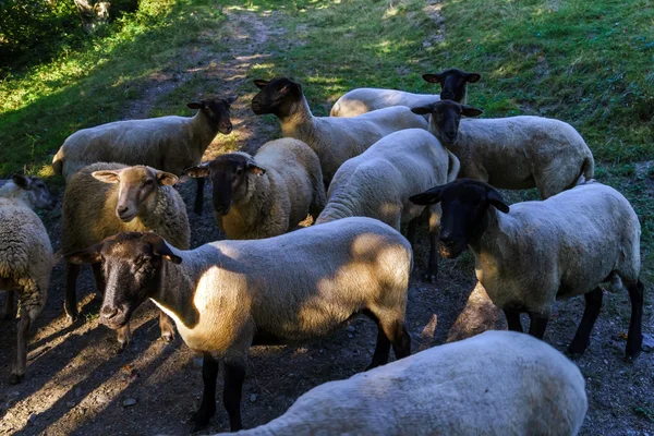 Ovce farma na slunce, večer, v létě — Stock fotografie