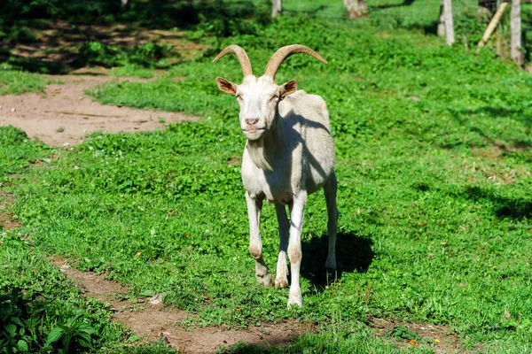 Känslomässiga porträtt av horned get — Stockfoto