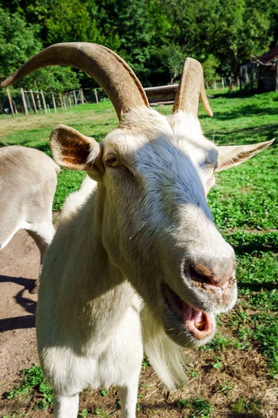 Emocionální portrét rohatou kozu — Stock fotografie