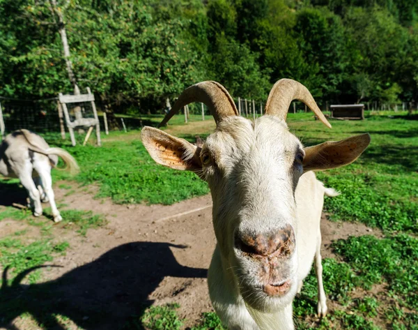 Känslomässiga porträtt av horned get — Stockfoto