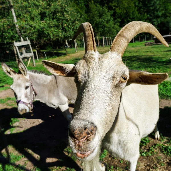 Emotional portrait of horned goat — Stock Photo, Image