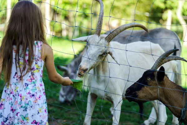 Liten flicka mata gårdens djur — Stockfoto