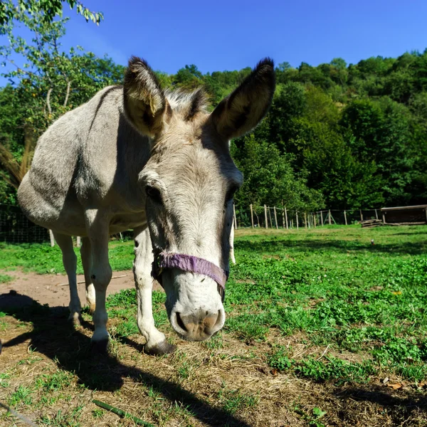 Nahaufnahme eines Esels auf dem Bauernhof — Stockfoto