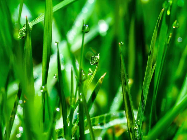 Mattina gocce di rugiada su foglie di erba verde — Foto Stock