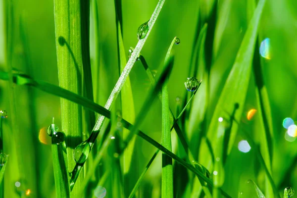 Gotas de rocío matutino sobre hojas de hierba verde — Foto de Stock