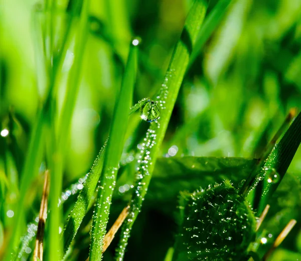 Gotas de rocío matutino sobre hojas de hierba verde — Foto de Stock