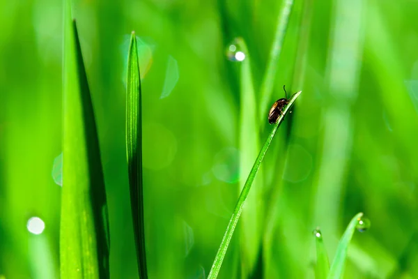 Morning dew drops on green grass leaves — Stock Photo, Image