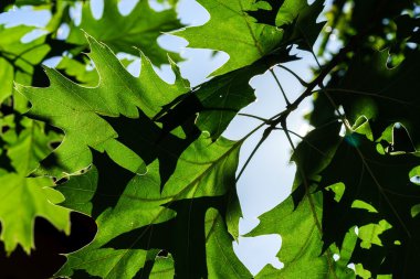 Yaz bahçe doğal yakın çekim, hasat zamanı
