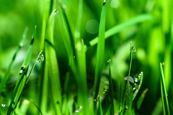 Gotas de rocío matutino sobre hojas de hierba verde — Foto de Stock