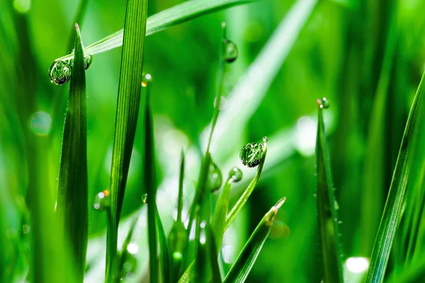 Gotas de rocío matutino sobre hojas de hierba verde — Foto de Stock