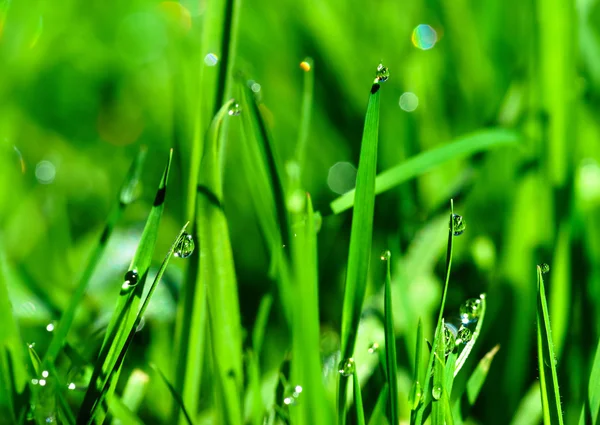 Gotas de rocío matutino sobre hojas de hierba verde — Foto de Stock