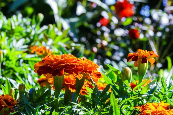 Jardín de verano primer plano natural, tiempo de cosecha — Foto de Stock