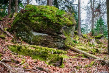 Sonbahar orman rengarenk manzarası. Alsace, Fransa. Sonbaharın güzel renkleri. Yapraklar, taşlar, yosunlar, dağlar. Bulutların arasından gün batımı.