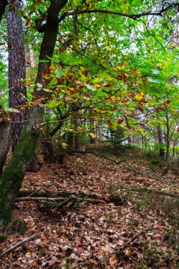Güzel çam ağacı orman Alsace Dağları, sonbahar renkleri