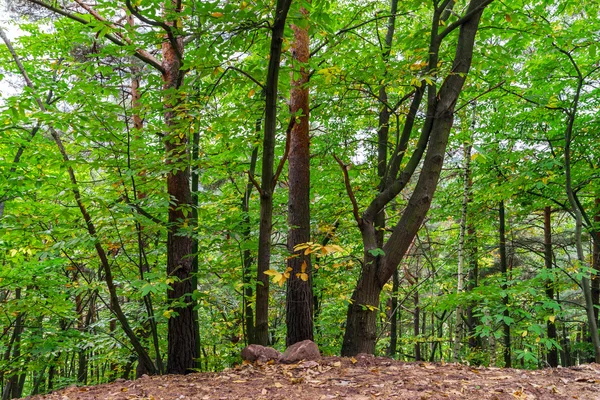 Bella pineta in Alsazia montagne, colori autunnali — Foto Stock