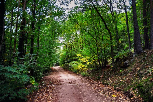 Hermoso bosque de pinos en las montañas de Alsacia, colores otoñales — Foto de Stock