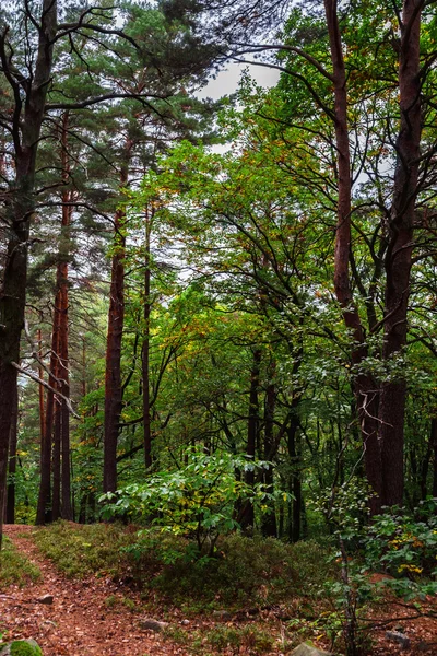 Güzel çam ağacı orman Alsace Dağları, sonbahar renkleri — Stok fotoğraf