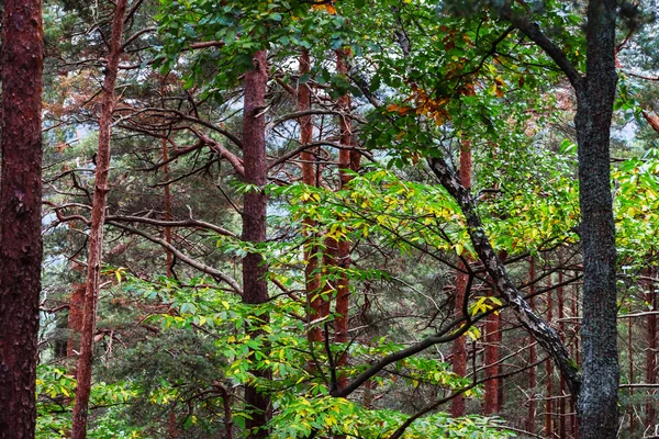Bella pineta in Alsazia montagne, colori autunnali — Foto Stock