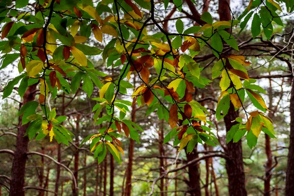 Bella pineta in Alsazia montagne, colori autunnali — Foto Stock