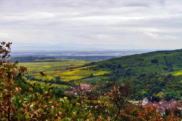 Mooie pijnboom bos in Alsace bergen, herfst kleuren — Stockfoto