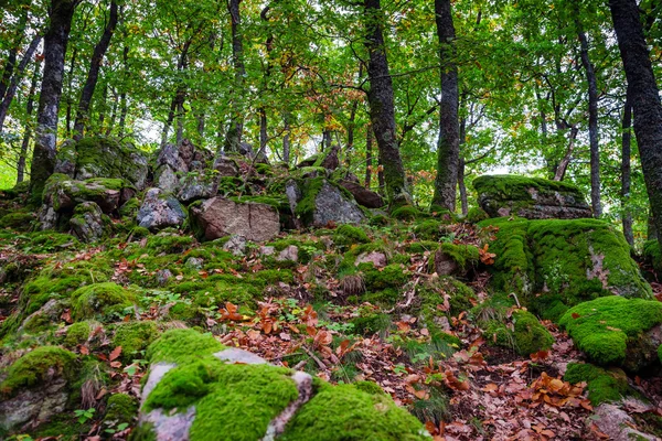 Hermosas piedras cubiertas de césped con musgo verde en el bosque mágico —  Fotos de Stock