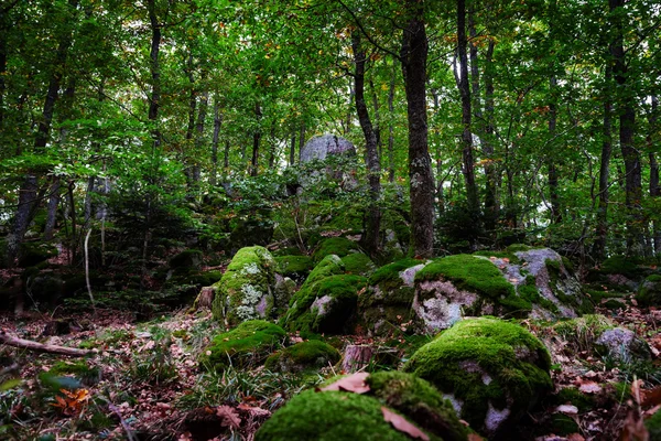 Mooie gras gedekt stenen met groene mos in magische woud — Stockfoto