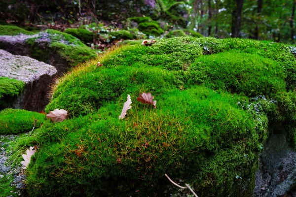 Lindo relvado coberto de pedras com musgo verde na floresta mágica — Fotografia de Stock