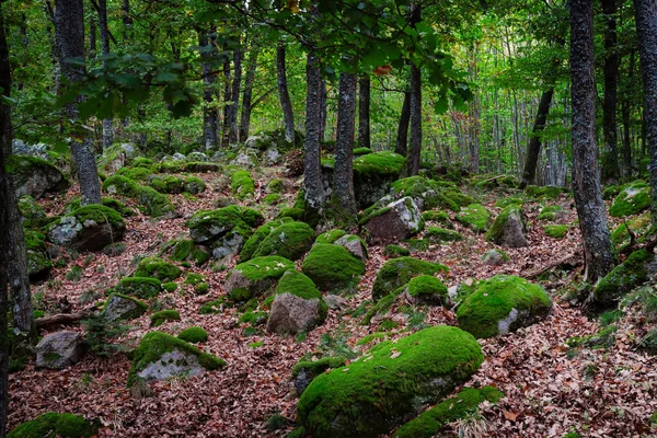 美丽的草坪覆盖与魔法森林的绿色青苔的石头 — 图库照片