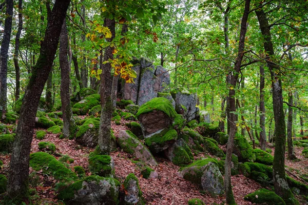 Vackra turf omfattas stenar med grön mossa i magiska skogen — Stockfoto