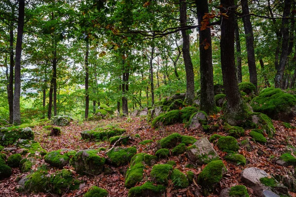 Mooie gras gedekt stenen met groene mos in magische woud — Stockfoto