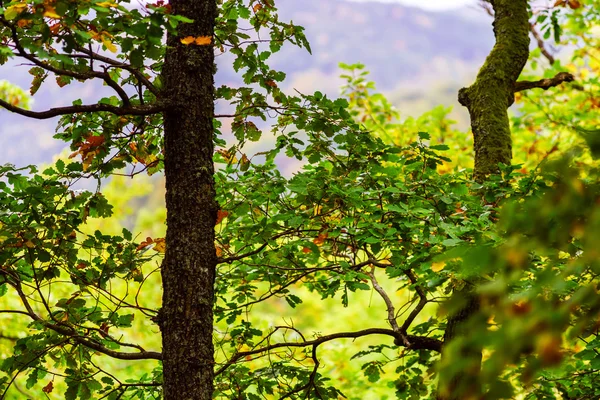 アルザス山、紅葉の美しい松の木の森 — ストック写真