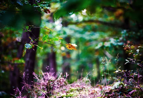 Güzel çam ağacı orman Alsace Dağları, sonbahar renkleri — Stok fotoğraf