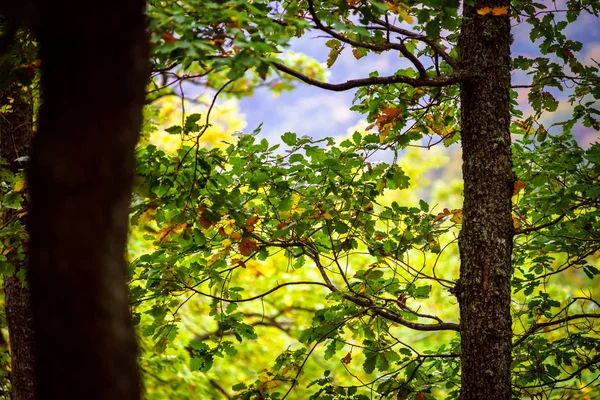 Bella pineta in Alsazia montagne, colori autunnali — Foto Stock