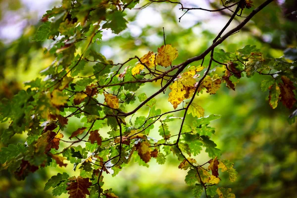 Wunderschöner Kiefernwald im Elsass, herbstliche Farben — Stockfoto