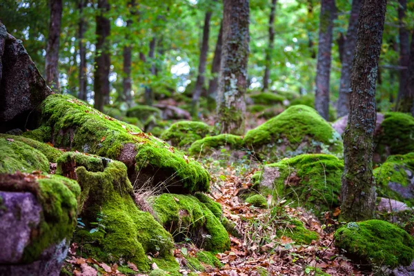 Beautiful turf covered stones with green moss in magic forest — Stock Photo, Image