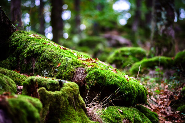 Красивые покрытые травой камни с зеленым мхом в волшебном лесу
