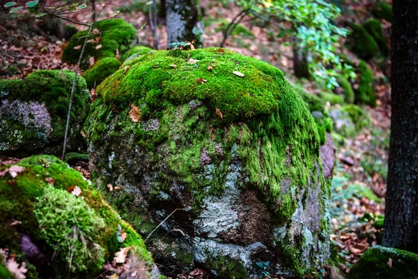 Bella tappeto erboso pietre coperte con muschio verde nella foresta magica — Foto Stock